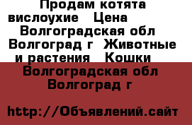 Продам котята вислоухие › Цена ­ 1 800 - Волгоградская обл., Волгоград г. Животные и растения » Кошки   . Волгоградская обл.,Волгоград г.